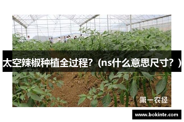 太空辣椒种植全过程？(ns什么意思尺寸？)